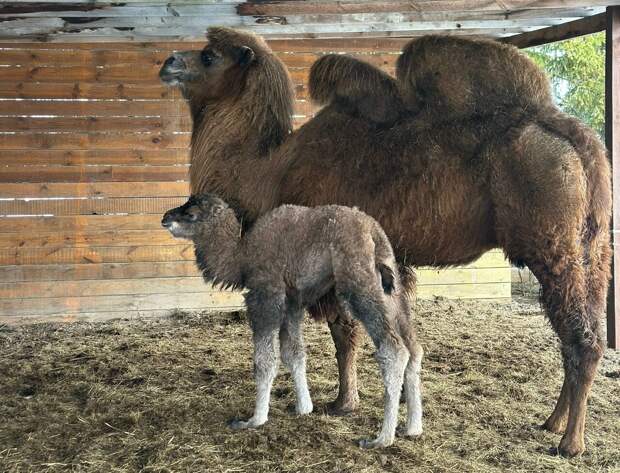 В парке «Рязанские альпаки» родился верблюжонок Дюна