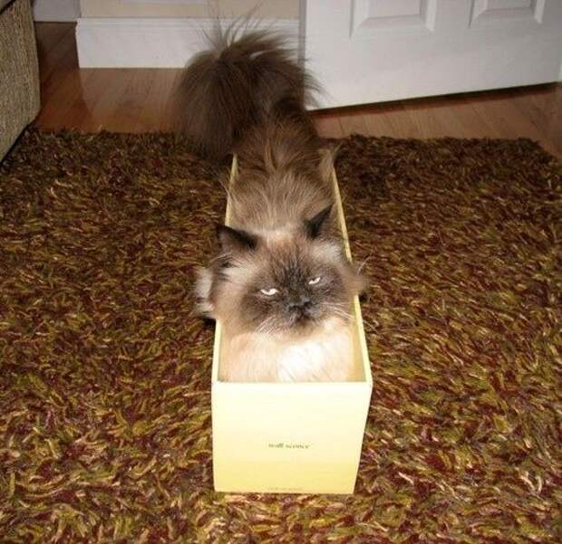 Хозяин, выпусти! коты, фото