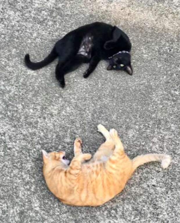 черный и рыжий кот на асфальте