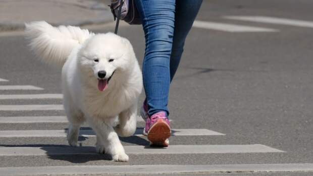 Проект о едином реестре и маркировке домашних животных внесли в Госдуму