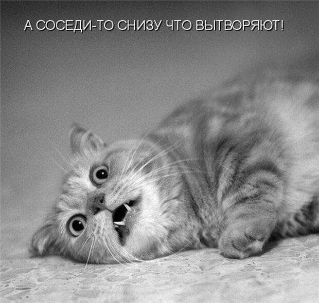 Веселая ФотоКошкоПодборка (26 фото)