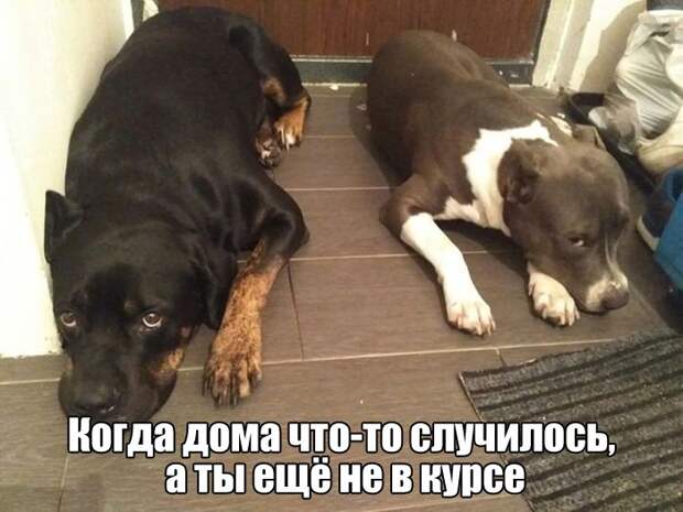 Прикольные картинки абавсём:D (18.10.16) Прикольные картинки абавсём:D (18.10.16)