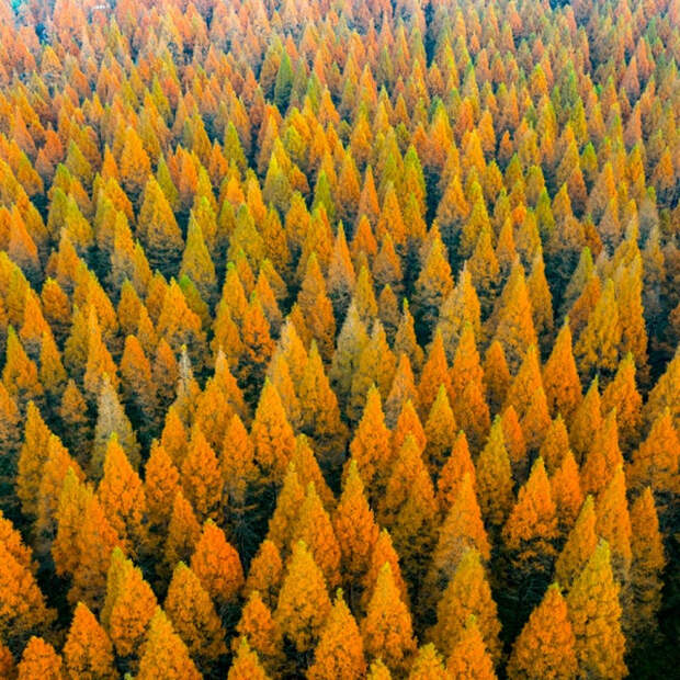 Китай высадил 78 миллиардов новых деревьев и серьёзно нарушил свой круговорот воды