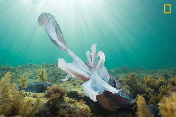 Австралийские гигантские каракатицы после спаривания. Вьялла, Южная Австралия national geographic, дикая природа, лучшие фотографии, фотографии природы, фотоконкурс, фотоконкурсы. природа