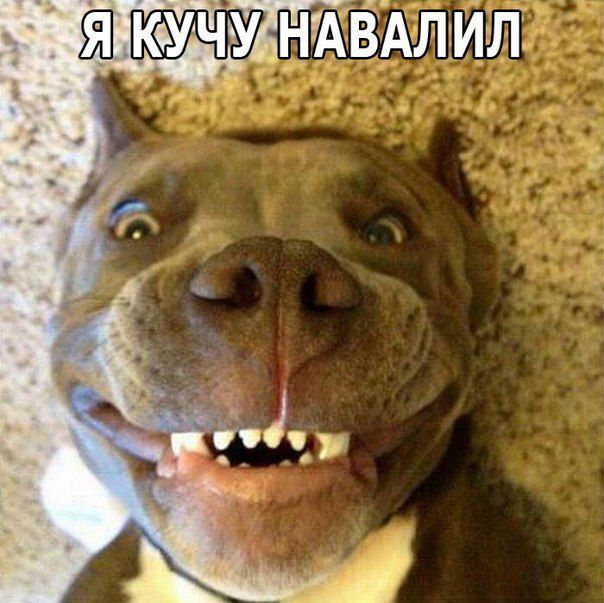 прикол, животные собаки