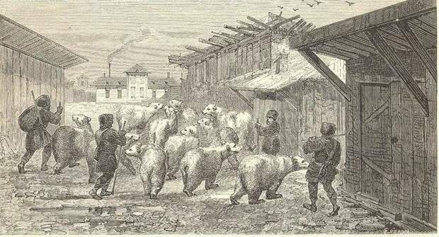 Русские пастухи гонят стадо медведей через деревню - рисунок иностранца побывавшего в России в середине XIX века и позже выпустившего книгу воспоминаний о своём путешествии, 1862 год история, ретро, фото, это интересно