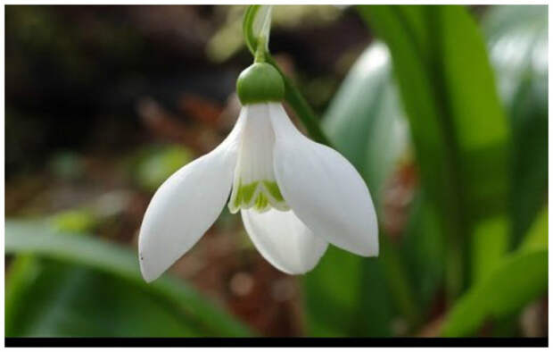 Подснежник Воронова (Galanthus woronowii) - растение с широкими листьями и небольшими белыми цветками, внутренние лепестки которых как будто заштрихованы зеленым. интересное, подснежники, сорта, факты