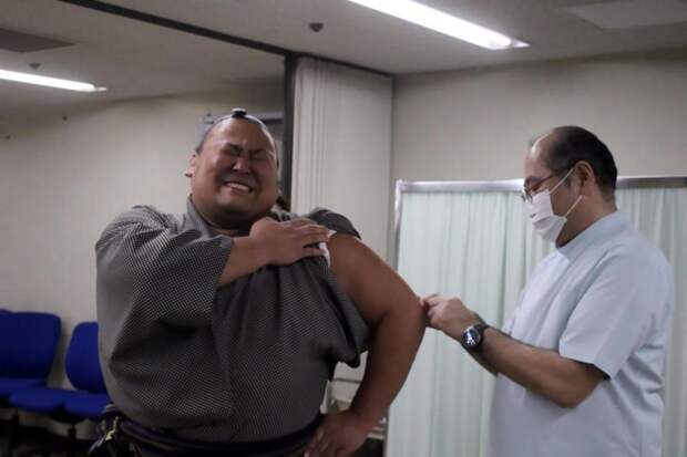 20 борцов сумо, каждый из которых весит около 3 тонн, приехали на плановую прививку от гриппа  прививка, сумо