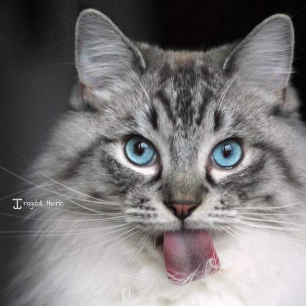 Его величество Торин гарри поттер, интересное, кот, рэгдолл, фото, хоббит