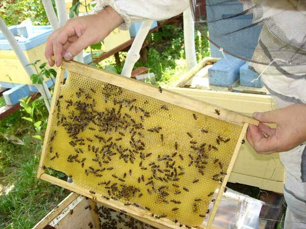 советы пчеловодам, пчелы в улье