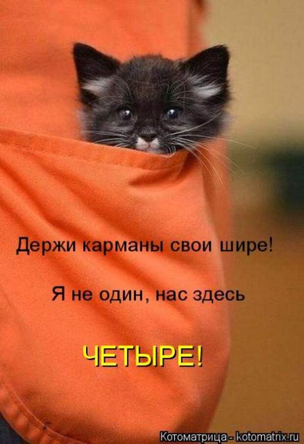 Лучшие котоматрицы недели (50 фото)