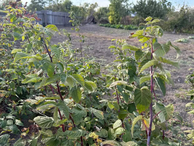 Банановая кожура для малины: дешёвая подкормка, которая работает