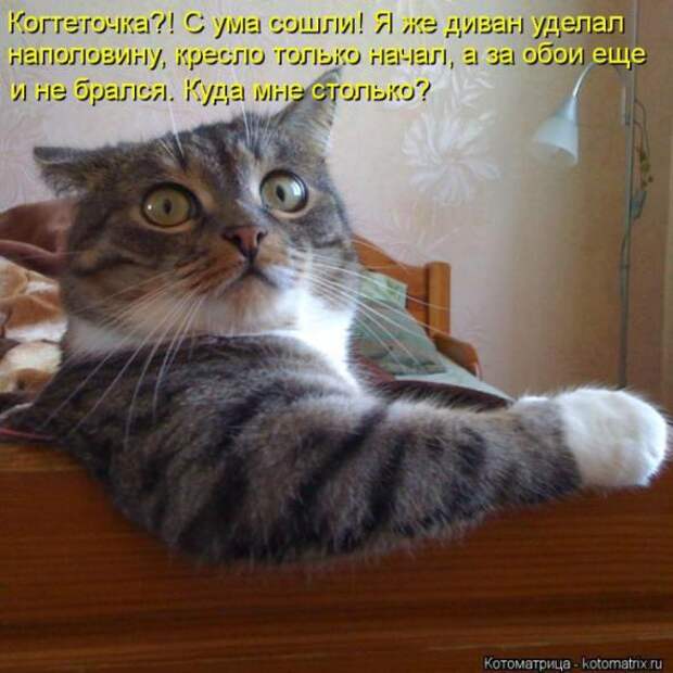 Котоматрицы(картинки с надписями)