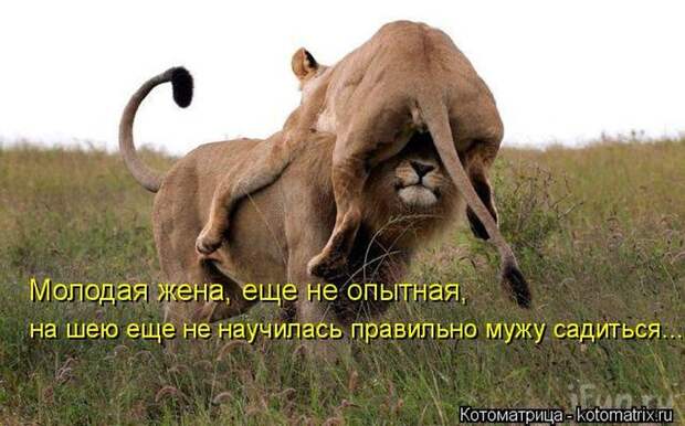 Лучшие котоматрицы недели (50 фото) Лучшие котоматрицы недели (50 фото)