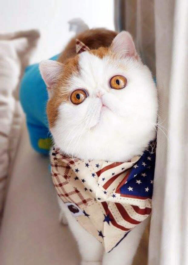 Кот Снупи - звезда интернета. Фото