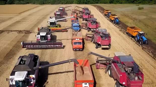 Рыночек порешает: может ли Россия начать закупать пшеницу за рубежом