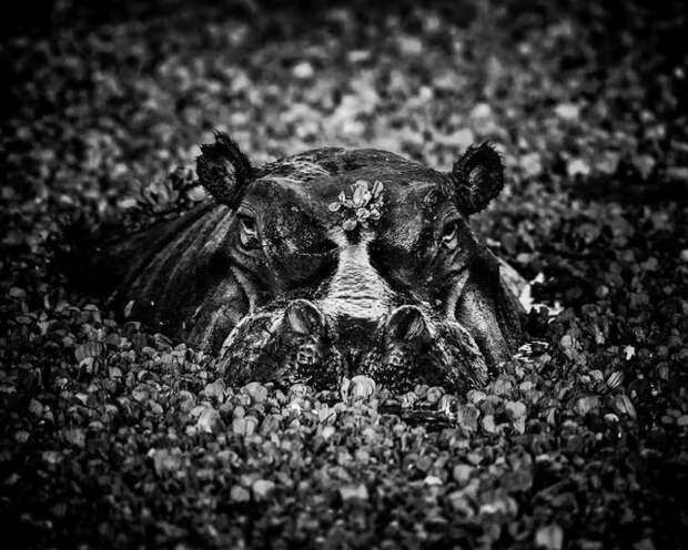 черно белые фотографии африканской дикой природы (9)
