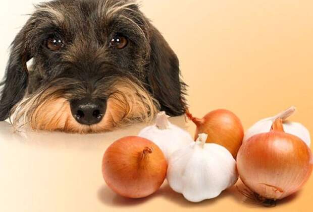Можно ли собакам чеснок: польза и вред чеснока для домашнего питомца