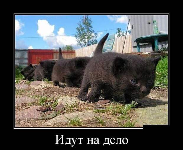 Демотиваторы