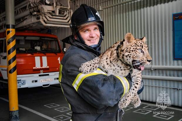 В ивановский пожарный отряд пришел в гости котенок леопарда (видео)