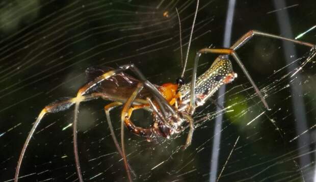 Осы превращают пауков в «зомби» при помощи стероидного гормона