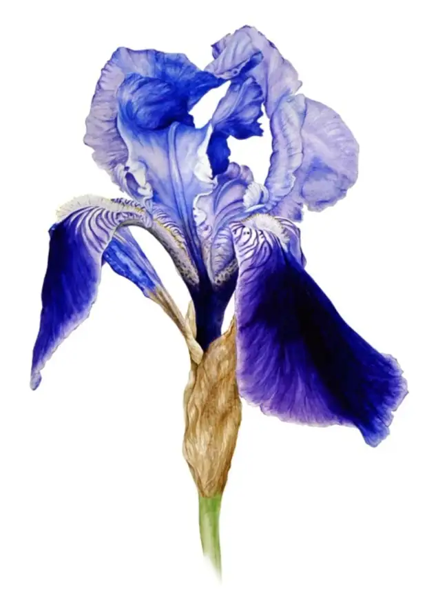 �������� Marie Burke. ��������� ��������