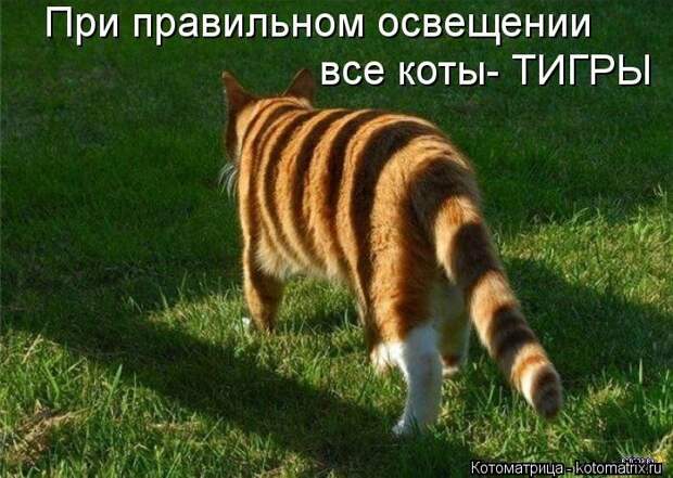 Лучшие котоматрицы недели (50 фото) Лучшие котоматрицы недели (50 фото)
