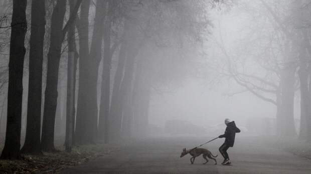 В Тамбовской области введут обязательную регистрацию домашних животных