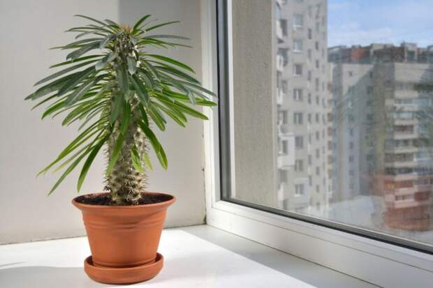 Пахиподиум (Pachypodium)