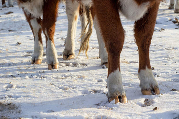 Власти Омской области: в двух районах ввели карантин по пастереллезу