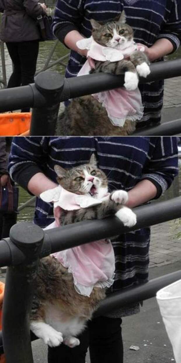 Котики