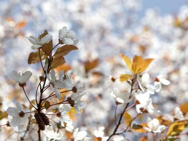 Метеорологи рассказали, какой будет погода 8 Марта в Ростовской области