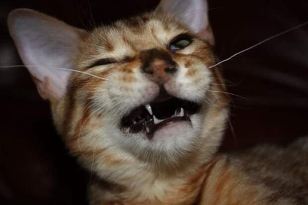 zhivotnye-chihayuschie-kartinki-koshki-sobaki-smeshnye-zhivotnye-kote