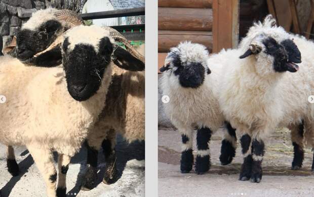 Валлийских овец в Ленинградском зоопарке подготовили к летнему сезону: что сделали с животными