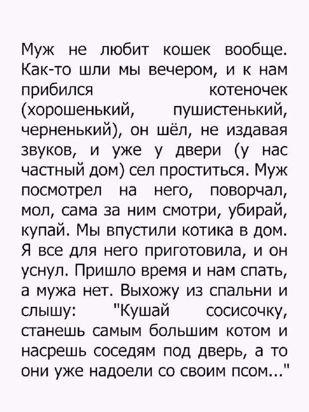 Кот-мститель Кот-мститель
