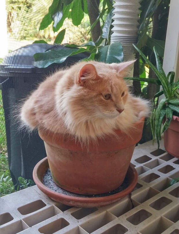 Кошки помещаются везде