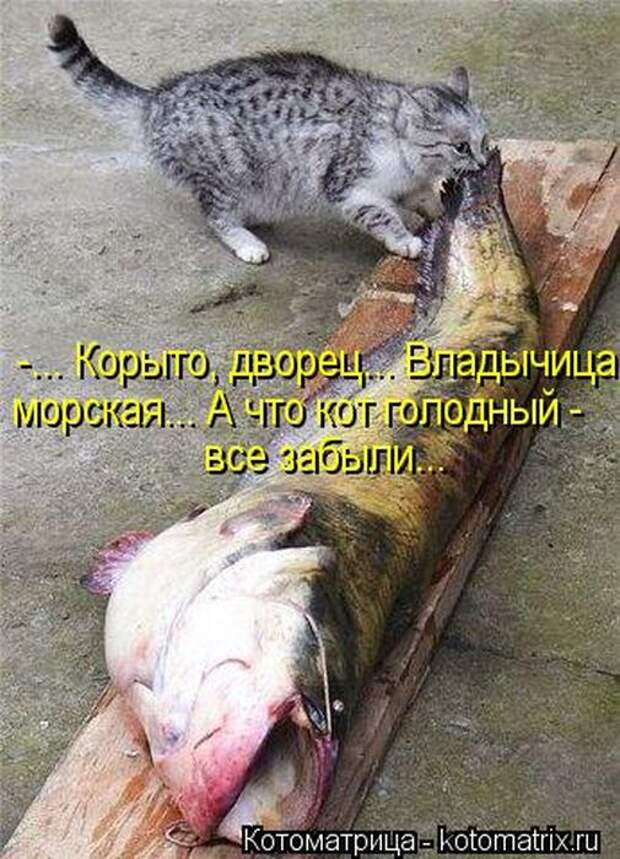 Котоматрицы(картинки с надписями)