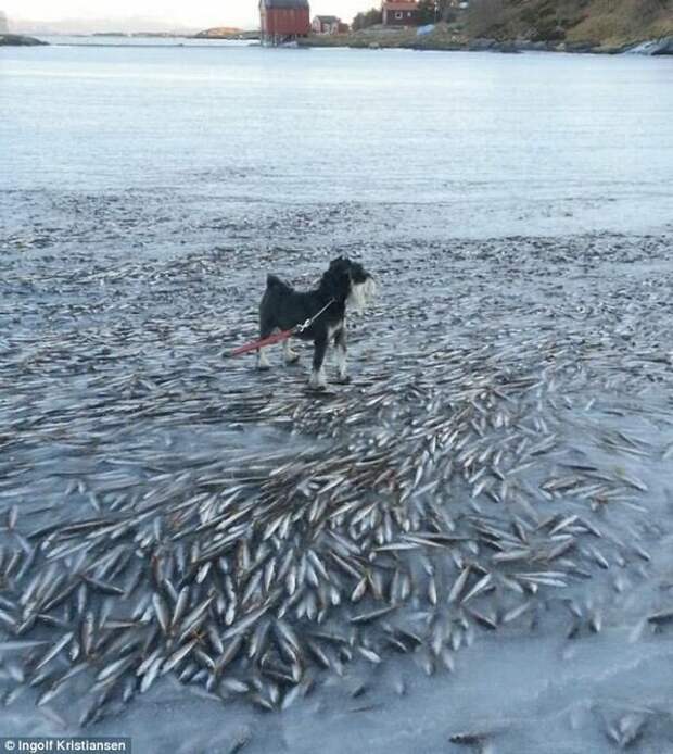 Даже рыбы в лютые морозы замерзают целыми косяками. 