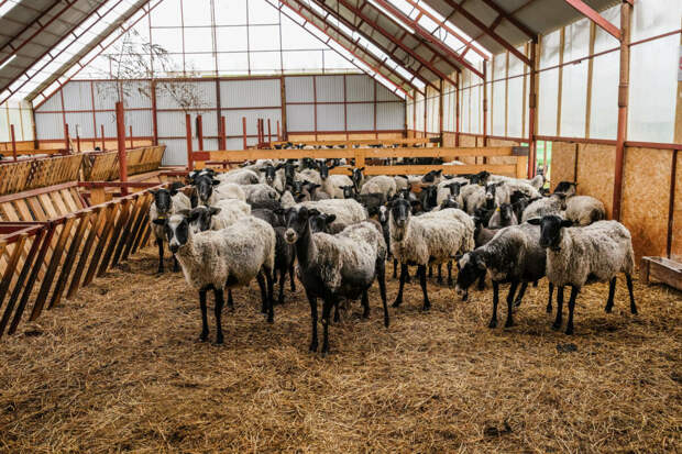 Мотыйгуллин: «Районнарда бозауларны базар бәясеннән арзанракка сатарга кушылды»