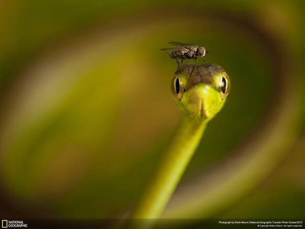 natgeocontest04 natgeocontest04 35 лучших фото животных на фотоконкурсе National Geographic Traveler