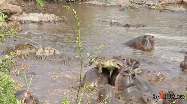 А-аа, крокодилы, бегемоты (3 фото+видео)
