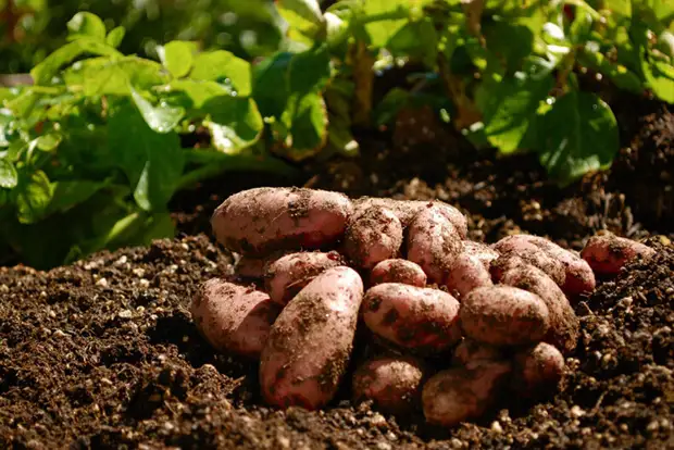 Как посадить картофель под зиму для суперраннего урожая - Дачный участок -4 сентября - 43856591153 - Медиаплатформа МирТесен