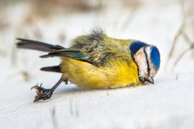 Как помочь птицам и животным в морозы 