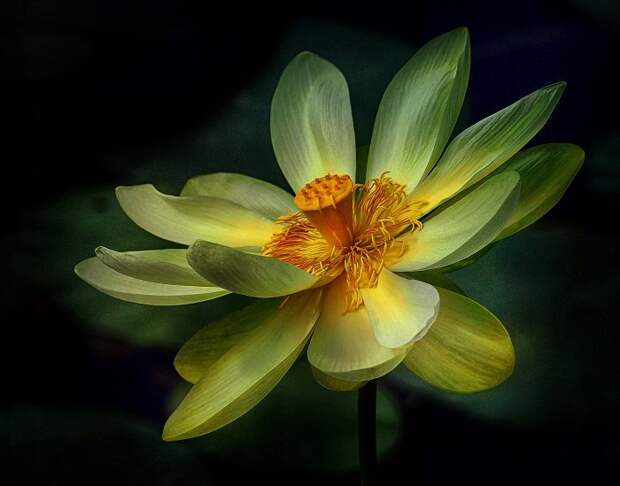 Все победители фотоконкурса «Focus on Nature 2014»