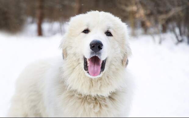 There are so many factors to consider when determining the cost of a Great Pyrenees. Let's break them down.