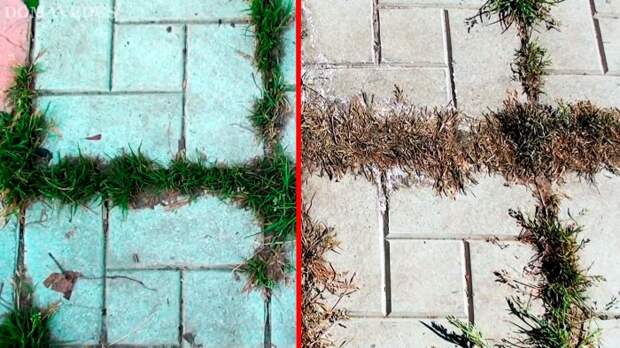 Копеечное средство 100% избавит от травы между плиткой