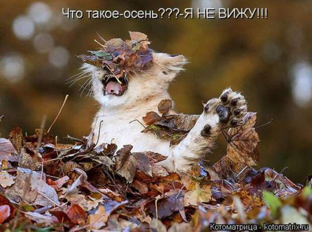 Котоматрицы (картинки с надписями)