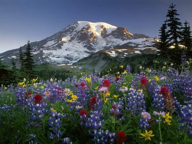 1231521896_mazama-ridge-wildflowers-mount-rainier-national (700x525, 90Kb)