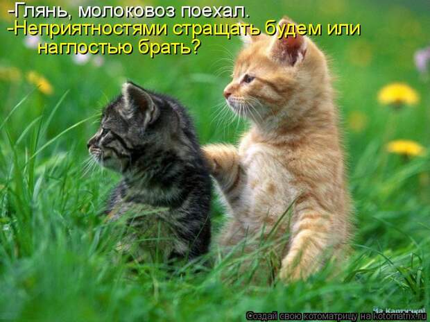 Котоматрица: -Глянь, молоковоз поехал. -Неприятностями стращать будем или наглостью брать?