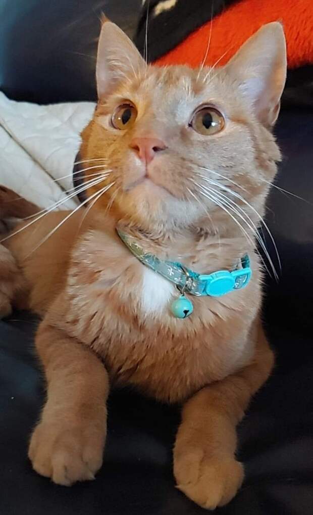 Кот лежит